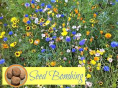 Looking for how to make seed bombs - this article will give you clear and easy step by step instructions with an easy seed bomb recipe. Guerrilla Gardening, Red Ted Art, Conservation Projects, Grow Wildflowers, Gardening With Kids, School Garden, Forest School, Spring Activities, Diy Garden Projects