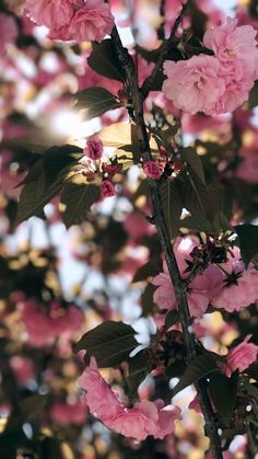 pink flowers blooming on the branches of a tree with sun shining in the background