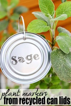 a plant with the words sage on it