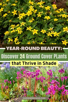 Evergreen Ground Cover Plants For Shade Plants For Landscaping, Plants Under Trees, Plants For Shade