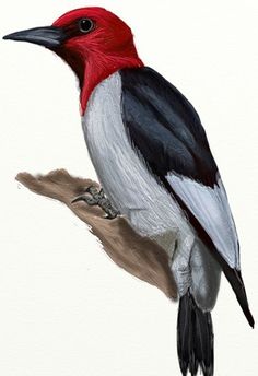 a drawing of a red and white bird sitting on a branch with its beak open