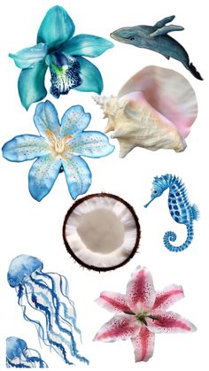 an assortment of sea animals and shells on a white background