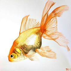 a goldfish is shown in an image on the phone screen, and it appears to be being painted