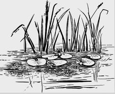 an ink drawing of water lilies and reeds in a pond with lily pads