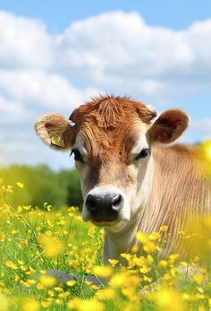 a brown cow standing in a field of yellow flowers