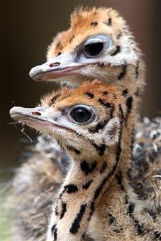 two baby birds are standing next to each other