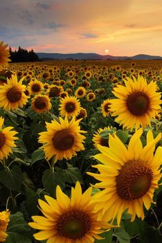 sunflowers are blooming in the field as the sun goes down on them