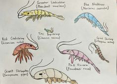 a drawing of different types of sea animals and their names on a piece of paper