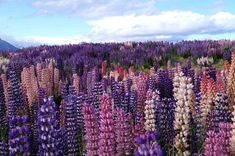 Lake Pukaki, Breathtaking Nature, Country Landscaping, Jena, Deep Purple, Colour Palette, So Pretty, Pretty Things, Perennials