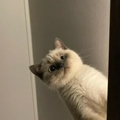 a white cat sitting on top of a window sill next to a door handle