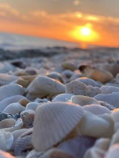 the sun is setting over some shells on the beach