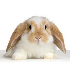 a brown and white rabbit is looking at the camera