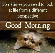 a cat peeking out from underneath a bench with the caption, good morning sometimes you need to look at life from a different perspective