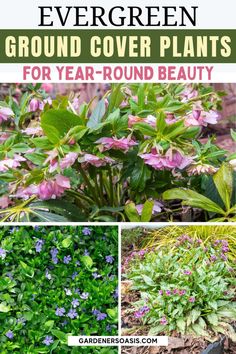 Evergreen Ground Cover Plants For Shade Ground Cover Garden, Evergreen Ground Cover Plants, Flowering Shrubs For Shade, Shade Loving Shrubs, Garden Ground, Shade Landscaping