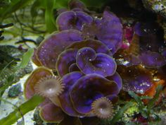 purple sea anemones are growing in the water