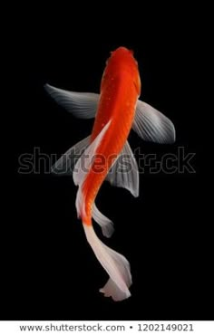 an orange and white koi fish swimming in the water on a black background stock photo