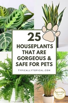 houseplants that are gorgeous and safe for pets