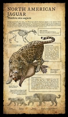 an old poster with animals and their names on it's back side, showing the different types of jaguars