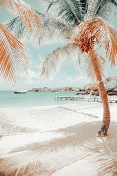 a palm tree sitting on top of a sandy beach