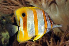 an orange and white striped fish swimming in the water near some corals on the ocean floor