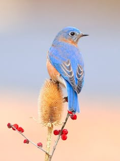 a blue bird sitting on top of a dry plant with berries in it's foreground