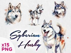 watercolor siberian husky dogs on white paper with the words siberian husky painted over it