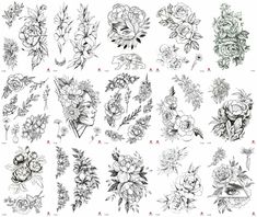 various flowers and leaves drawn in pencil on paper