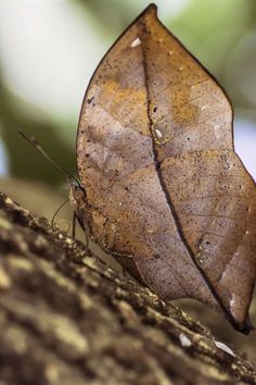 a brown leaf sitting on top of a tree branch