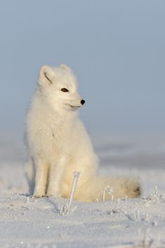 an arctic fox sitting in the snow looking at something