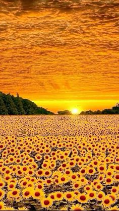 the sun is setting over a large field of sunflowers