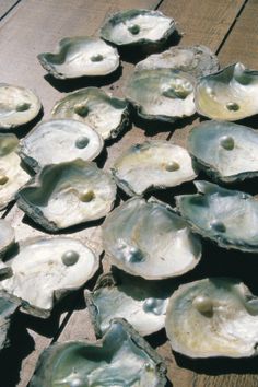 several oysters with holes in them sitting on the ground