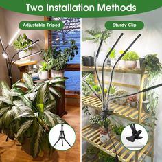 two pictures of plants and one has a tripod on the shelf with lights attached to it