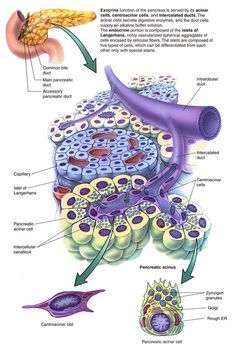 the structure of an animal cell