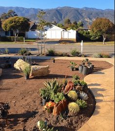 there are many cacti and succulents in the garden near some houses