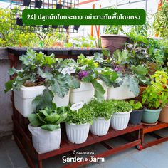 there are many potted plants on the shelf in the garden center with text overlay