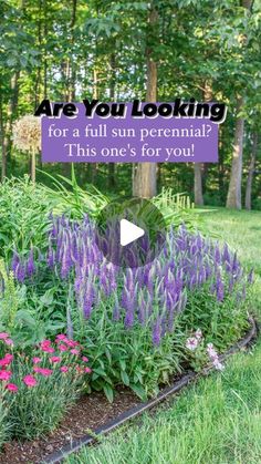 a garden with purple flowers and trees in the background, text reads are you looking for a full sun perennial? this one's for you