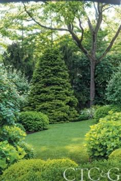 a lush green garden with trees and bushes