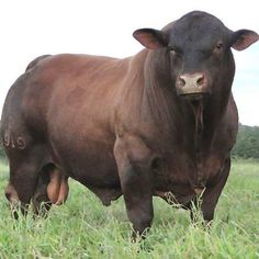 a brown cow standing on top of a lush green field