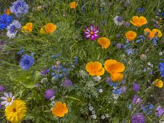 an image of colorful flowers in the grass