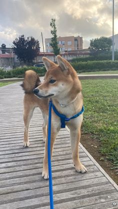 a brown and white dog standing on top of a wooden walkway holding a blue leash