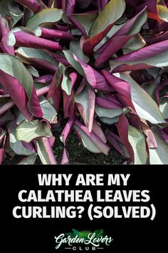 purple leaves with the words why are my calathea leaves curling?solved