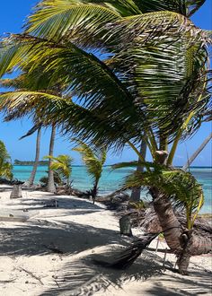 palm trees and hammock on the beach with clear blue water in the background