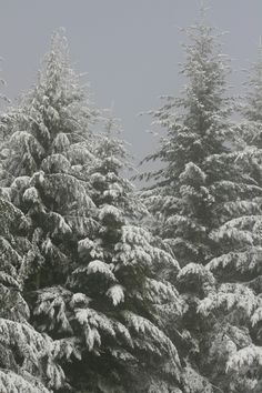 snow covered evergreen trees in the winter