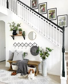 there is a dog sitting on the floor in front of some plants and pictures hanging on the wall