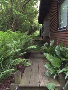 a wooden walkway leading to a house surrounded by lush green trees and plants on either side