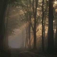 the sun shines through the trees on a foggy day in the woods with benches