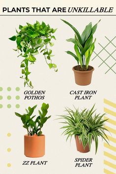 there are many houseplants that purify the air in your home or office