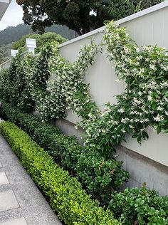 an outdoor garden with white flowers and green plants growing on the side of a building