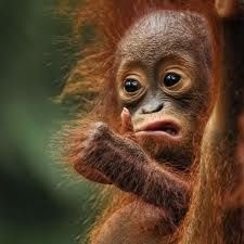 a baby oranguel hanging on to the side of a tree with it's hands in its mouth