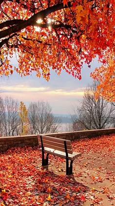 a bench under a tree with leaves on the ground